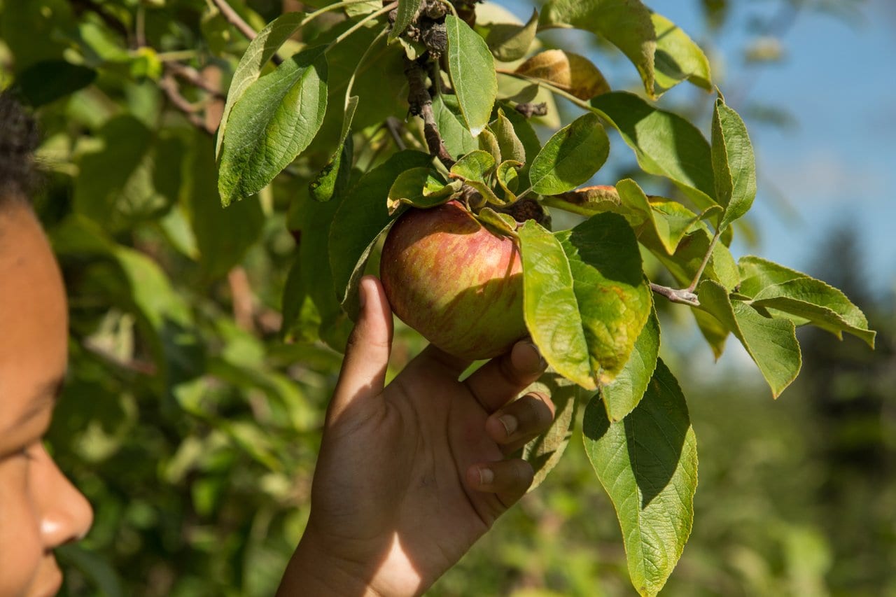 Apple Dave’s Orchards – UPICK