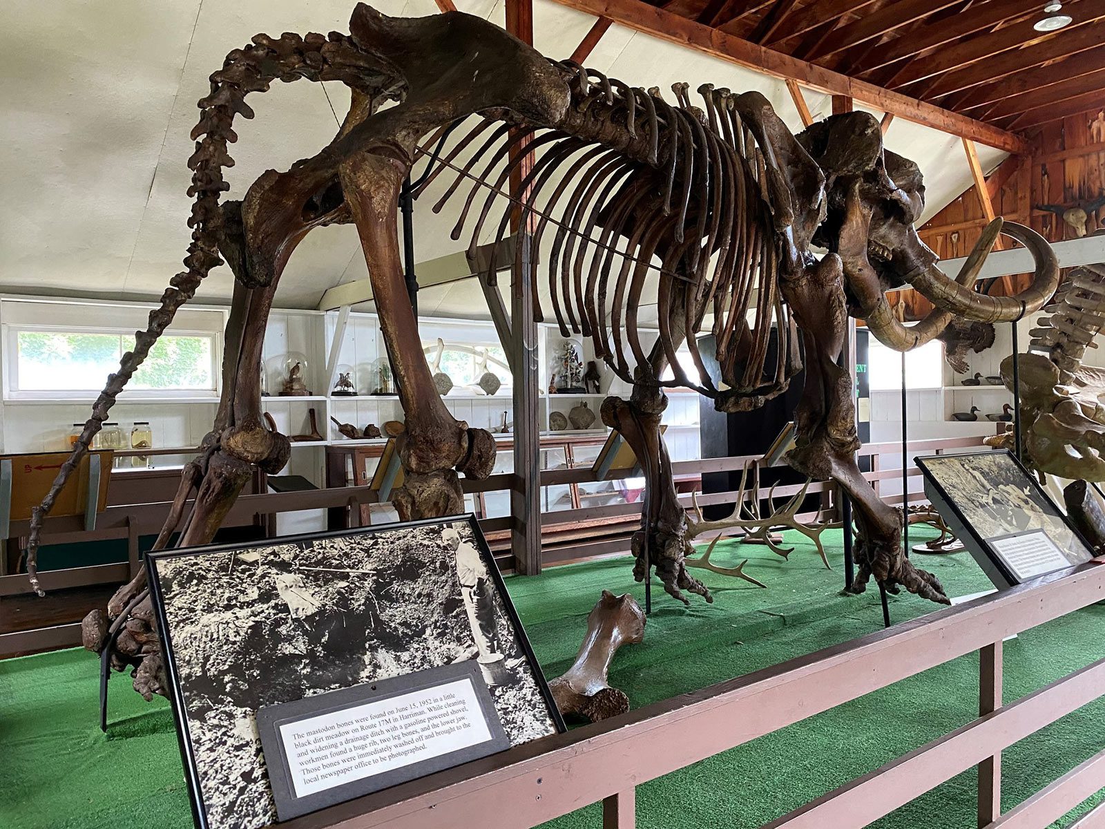 Mastodon at Museum Village