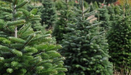 The Holiday Magic Begins at Orange County, N.Y. Christmas Tree Farms Cut Your Own or Find the Perfect Fresh-Cut Tree from One of the County’s Picturesque Farms