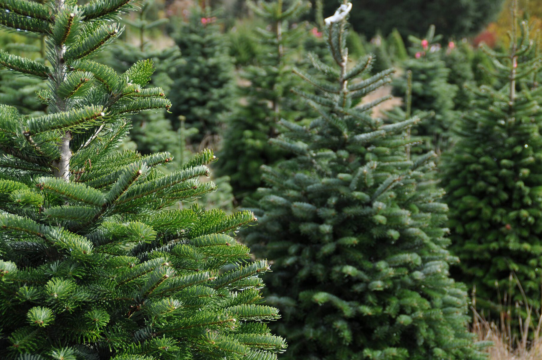 The Holiday Magic Begins at Orange County, N.Y. Christmas Tree Farms Cut Your Own or Find the Perfect Fresh-Cut Tree from One of the County’s Picturesque Farms